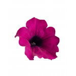 Petunia Surfinia "Purple" - во саксија Ø27